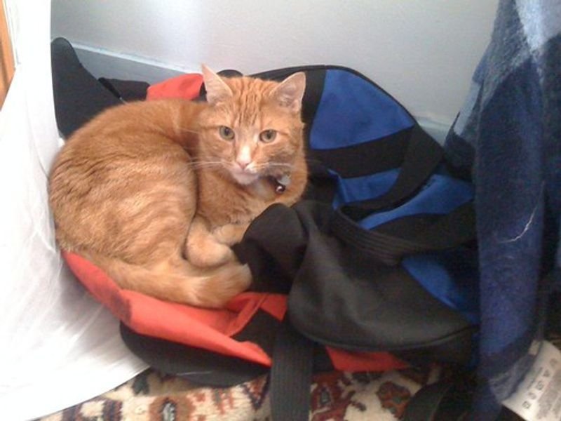 resources of Pet's seat hammock exporters
