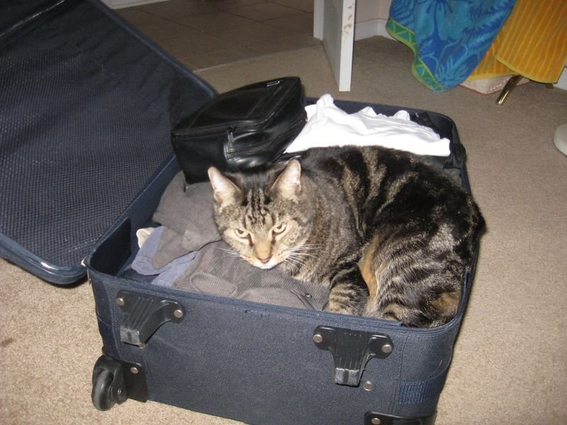 resources of Pet luggage exporters resources of Pet luggage exporters