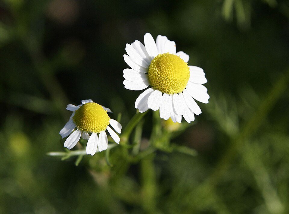 Chamomile Oil Exporters, Wholesaler & Manufacturer | Globaltradeplaza.com