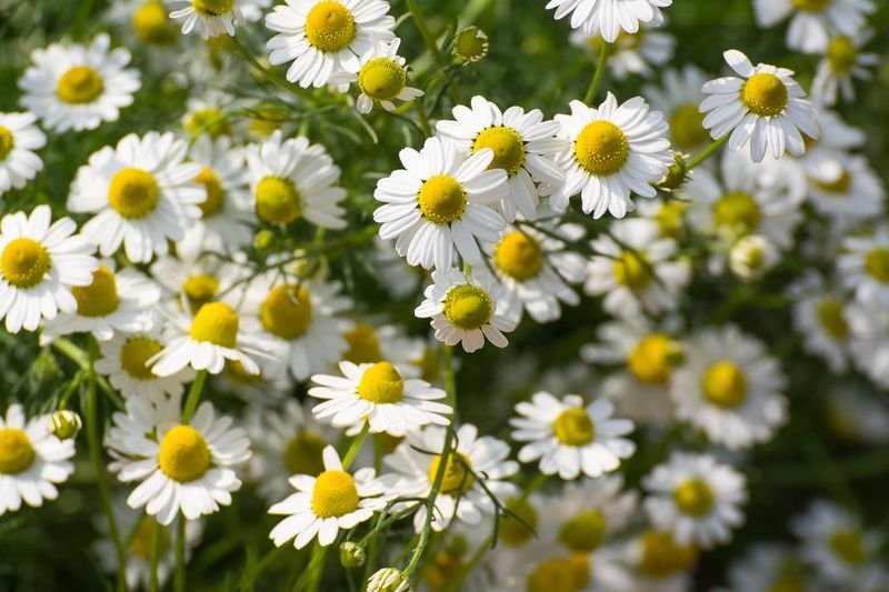 resources of Chamomile Essential Oil exporters