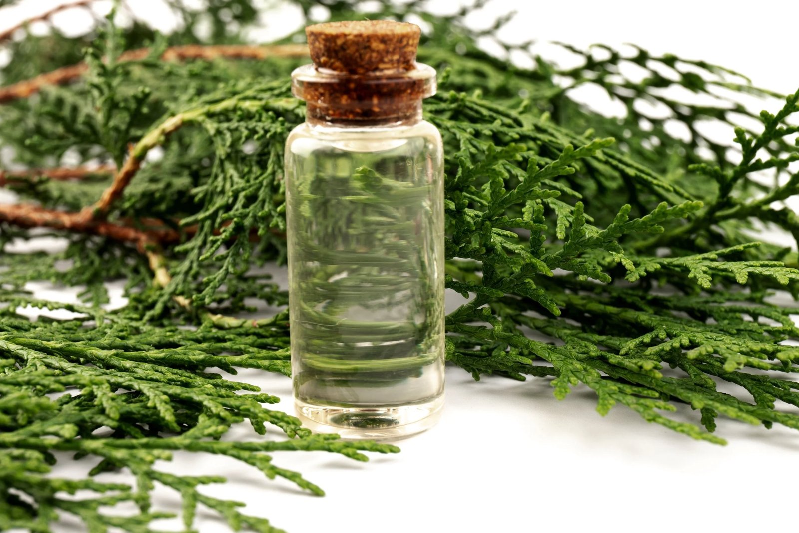 resources of Winter Green Oil exporters