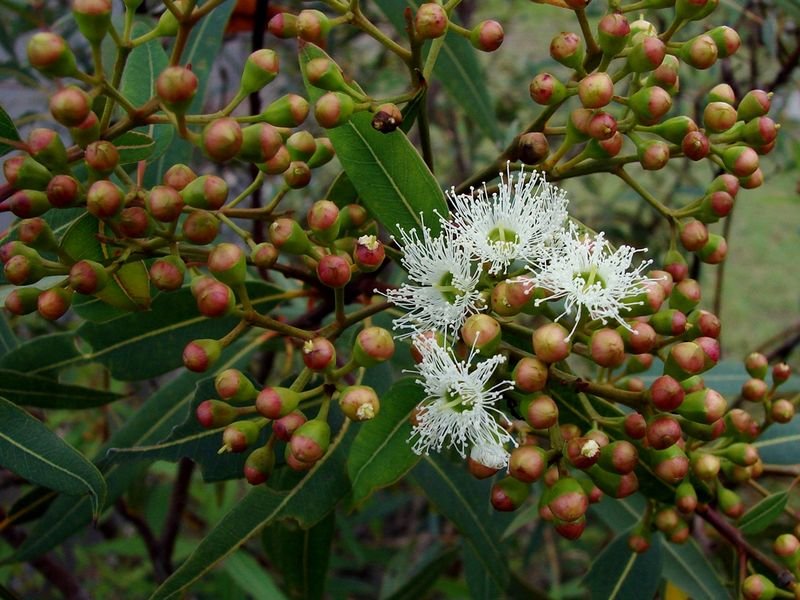 resources of Eucalyptus Oil exporters