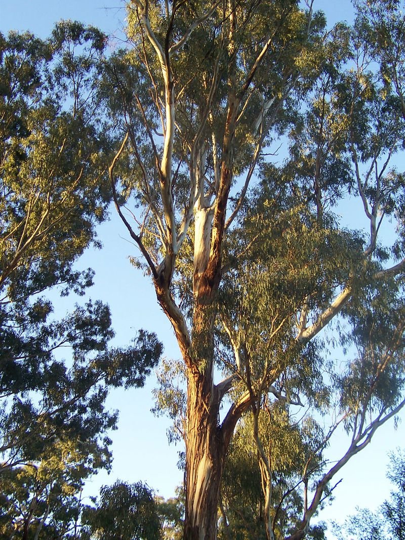 resources of Eucalyptus Citriodora Oragnic Oil exporters