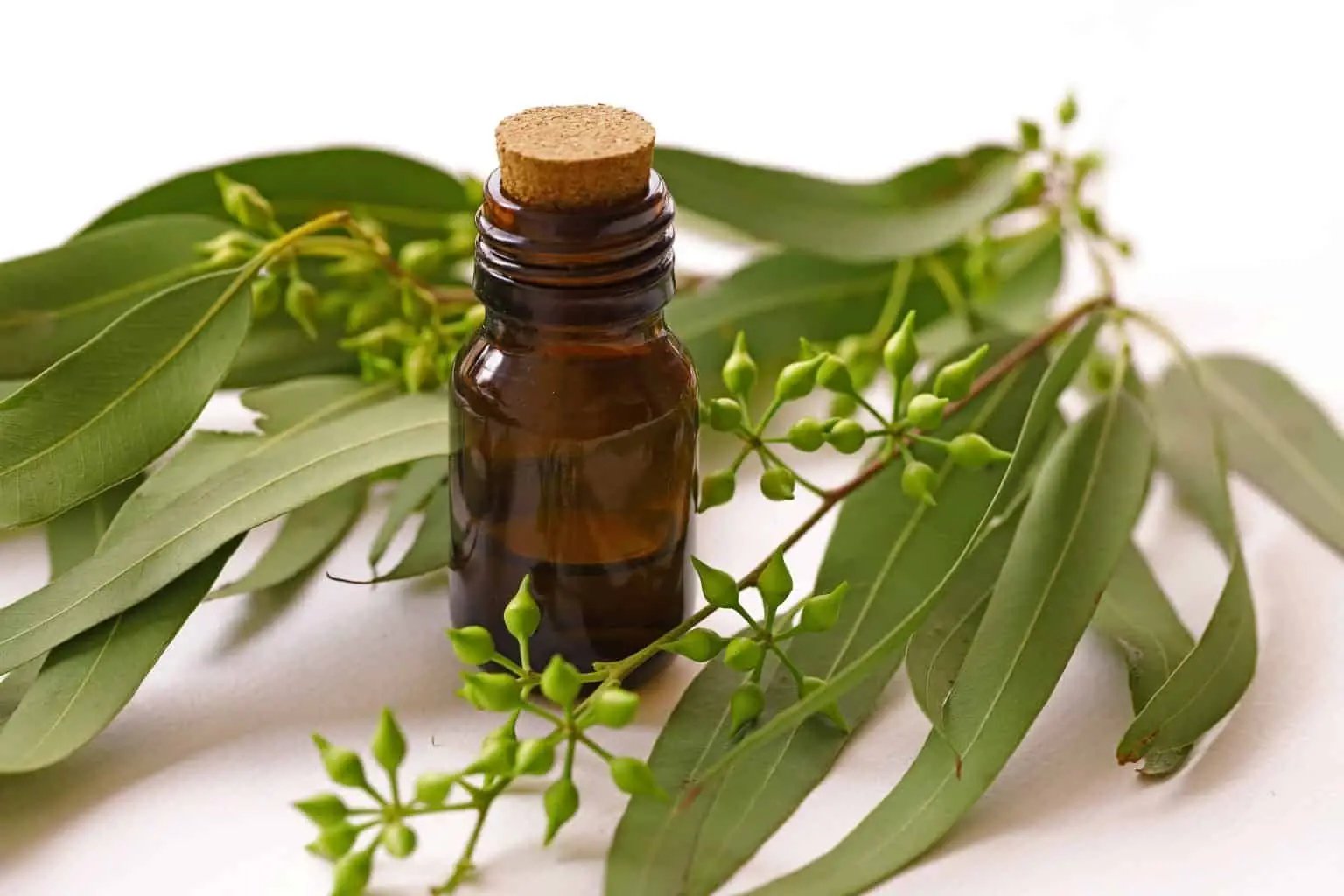 resources of Fitocare Eucalyptus Oil exporters