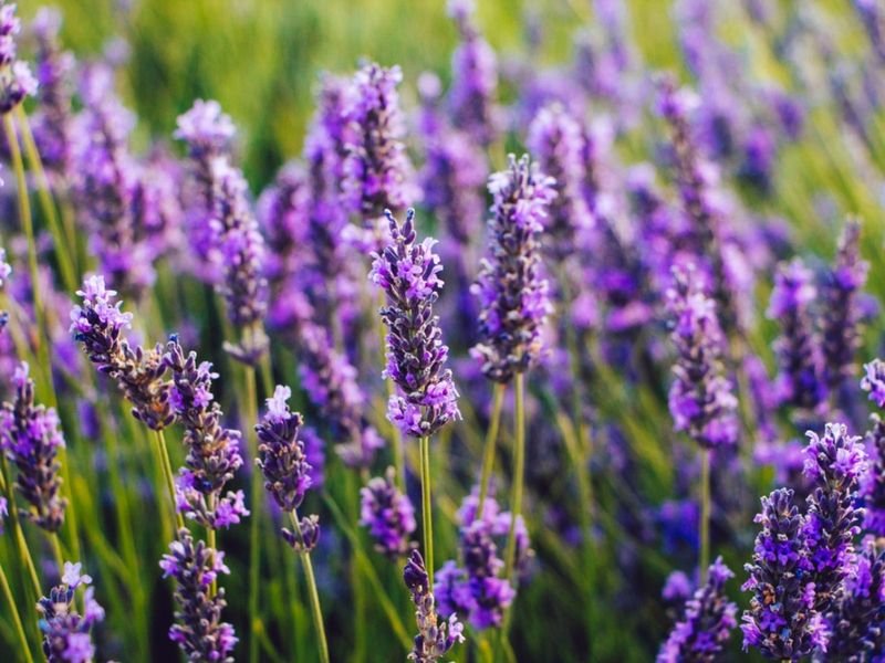resources of Lavender oil exporters