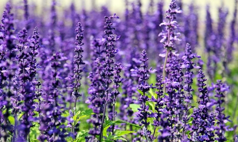 resources of Lavender Oil exporters
