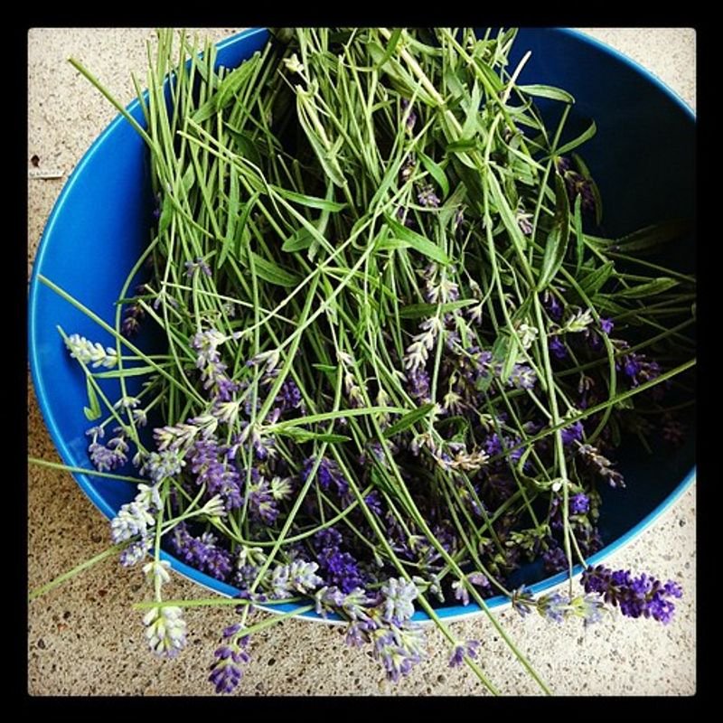 resources of Lavender Essential Oil exporters