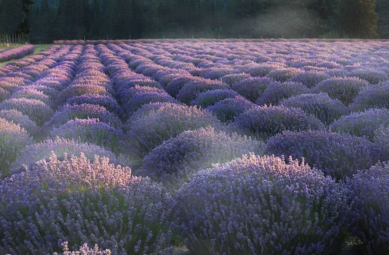 resources of Lavender exporters