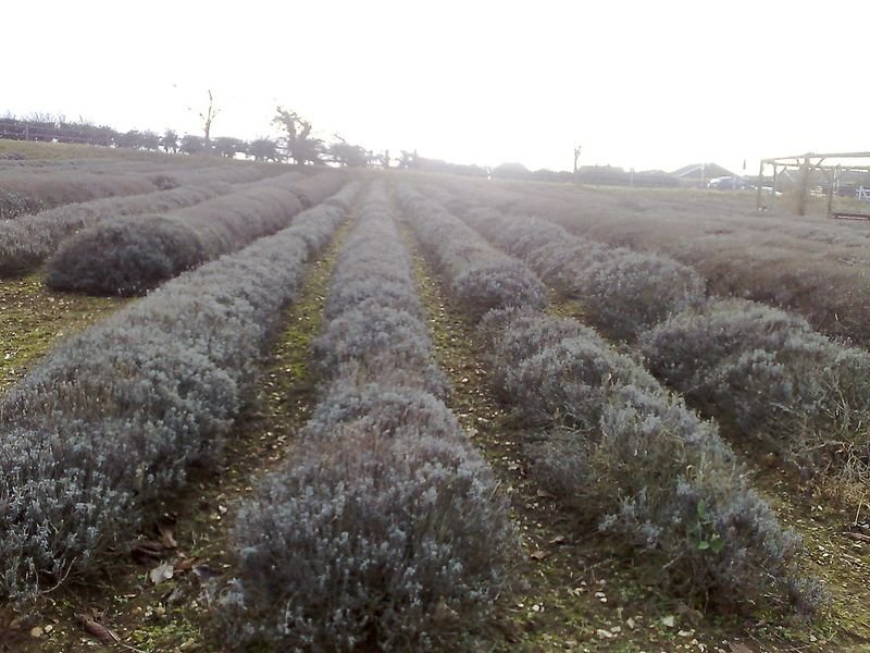 resources of Lavender French Oil exporters