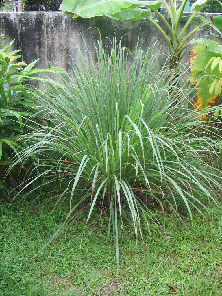 Lemongrass Oil Exporters, Wholesaler & Manufacturer | Globaltradeplaza.com