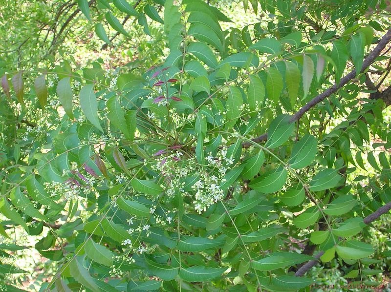 resources of Neem oil exporters resources of Neem oil exporters