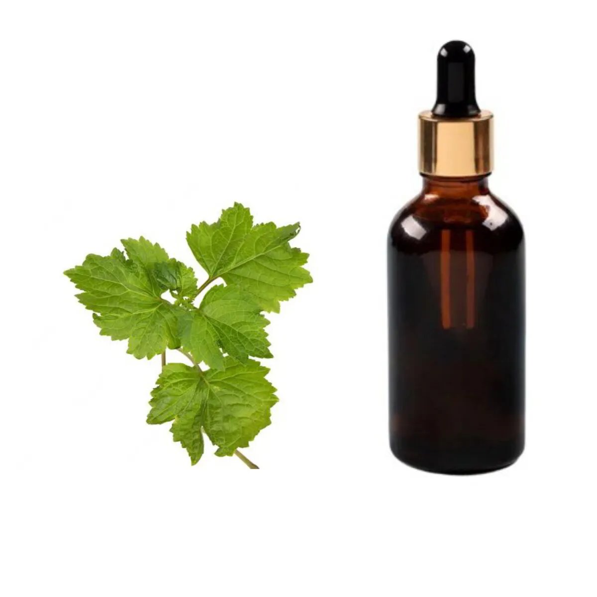 resources of Celery Seed Oil exporters