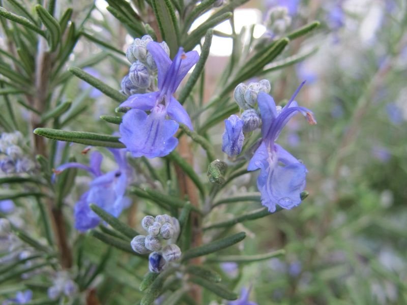 resources of Dry Rosmarinus officinalis exporters