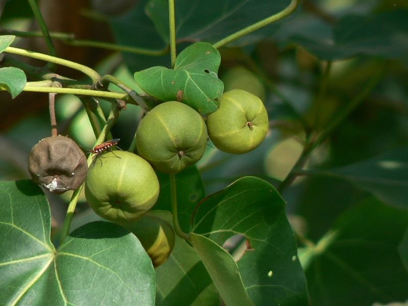 resources of Indian Jujube Leaves exporters