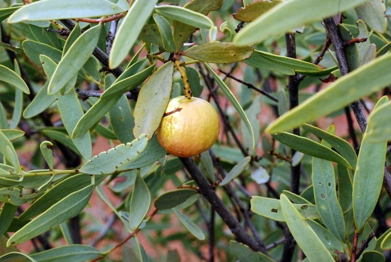 resources of Sandalwood Oil Of Indian Origin Worldwide Famous exporters