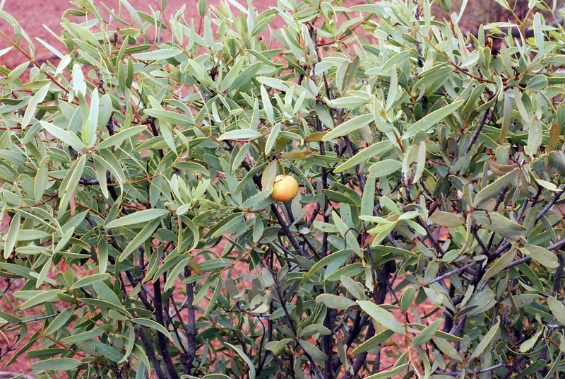 resources of Sandalwood Oil 100% Pure Natural exporters