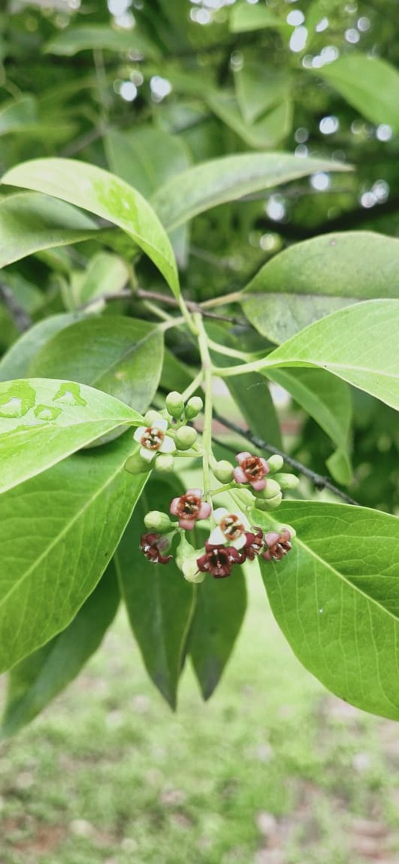 resources of Elderberry Fruit (lat. Sambucus nigra, fructus) exporters