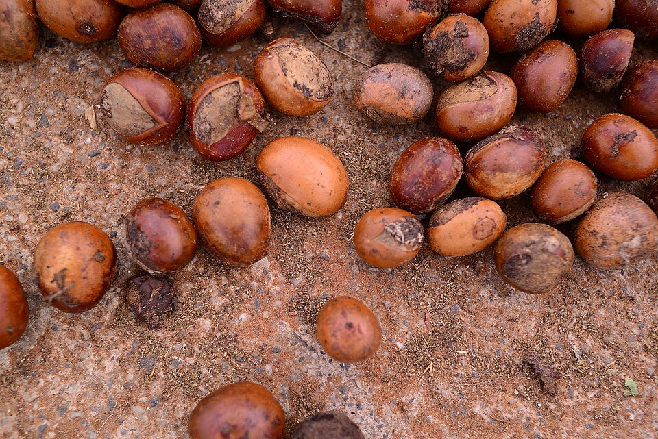 resources of shea oil exporters resources of shea oil exporters