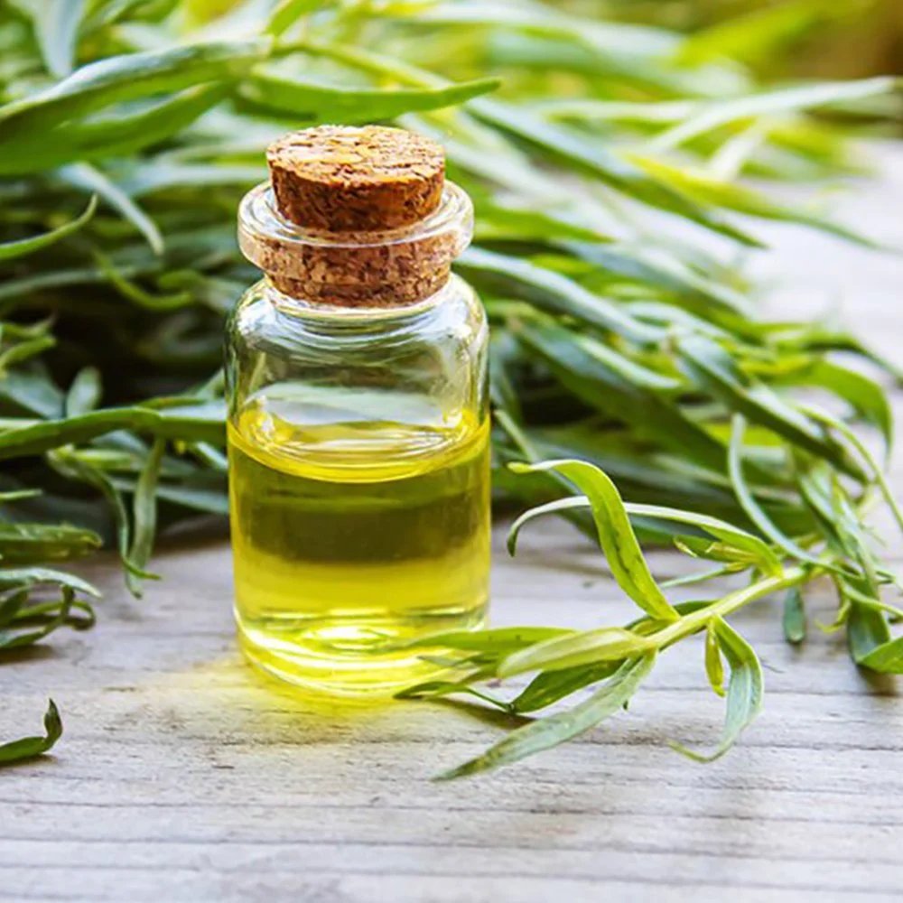 resources of Tea Tree Oil Pure exporters