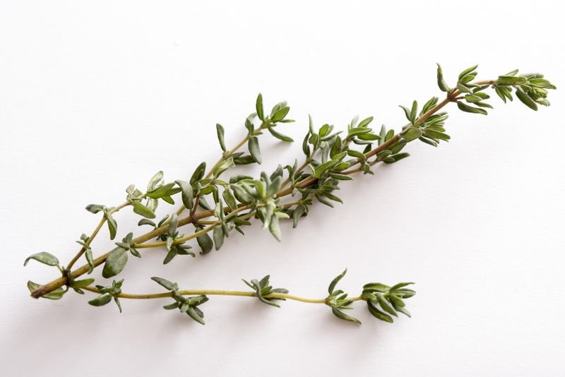 resources of Thyme Water- thyme oil exporters