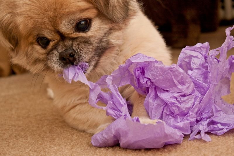 resources of Lechen Sanitary Dog Diapers-Pet Nappies for Toilet Training & Hygiene exporters