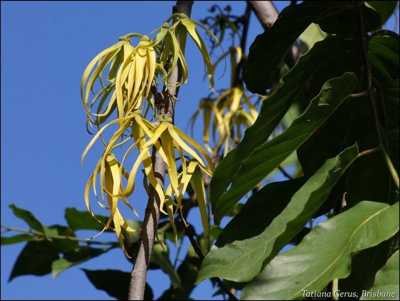 resources of Ylang Ylang Essential Oil (Grade 3) exporters