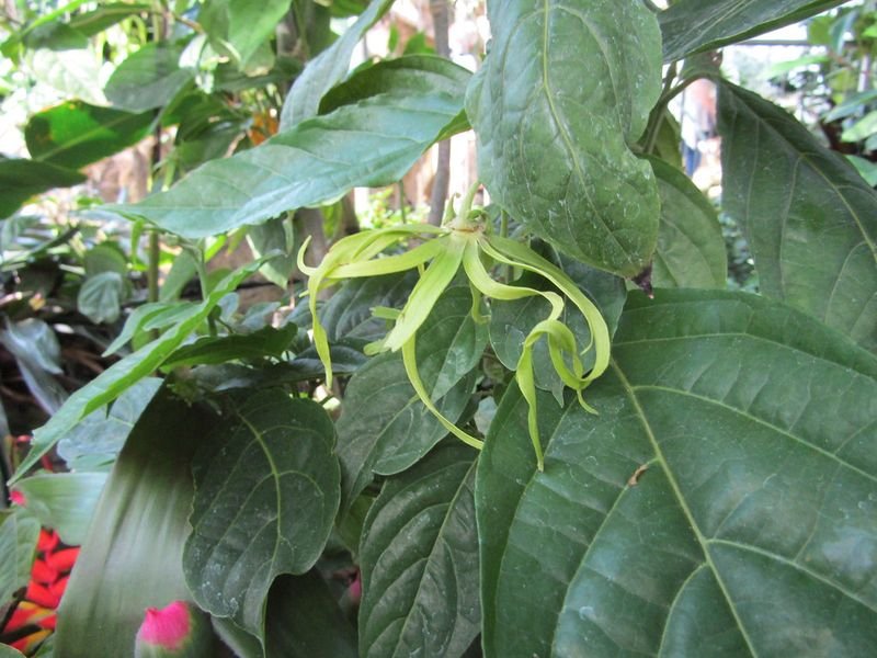 resources of Philodendron exporters