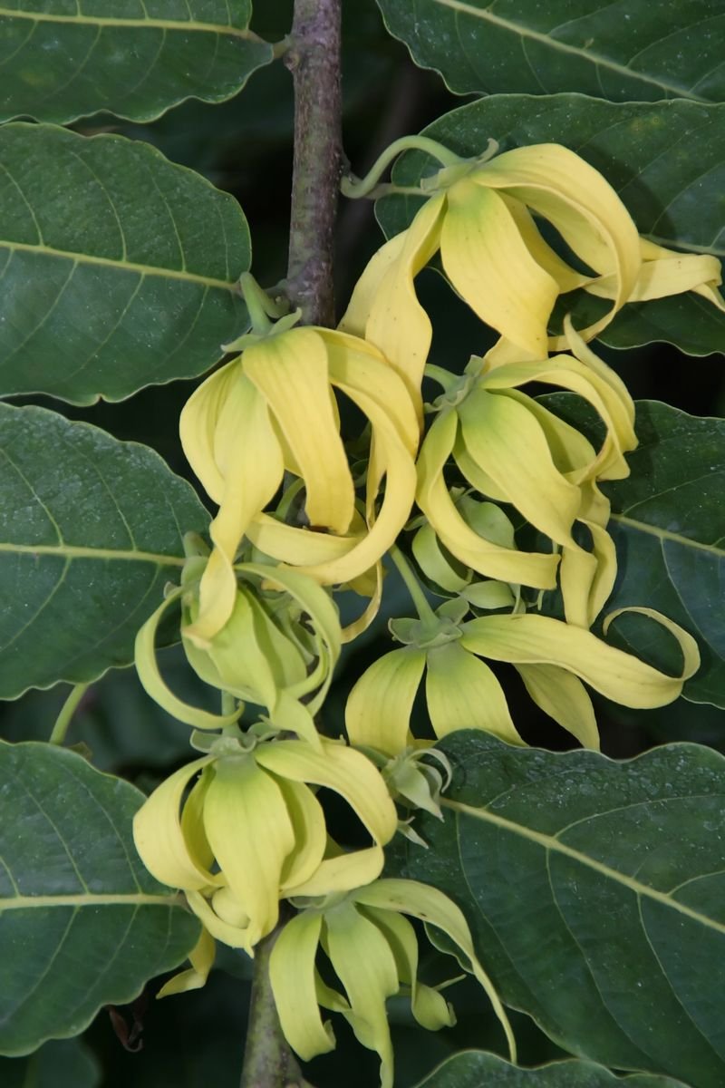 resources of Ylang Ylang Extra Oils exporters