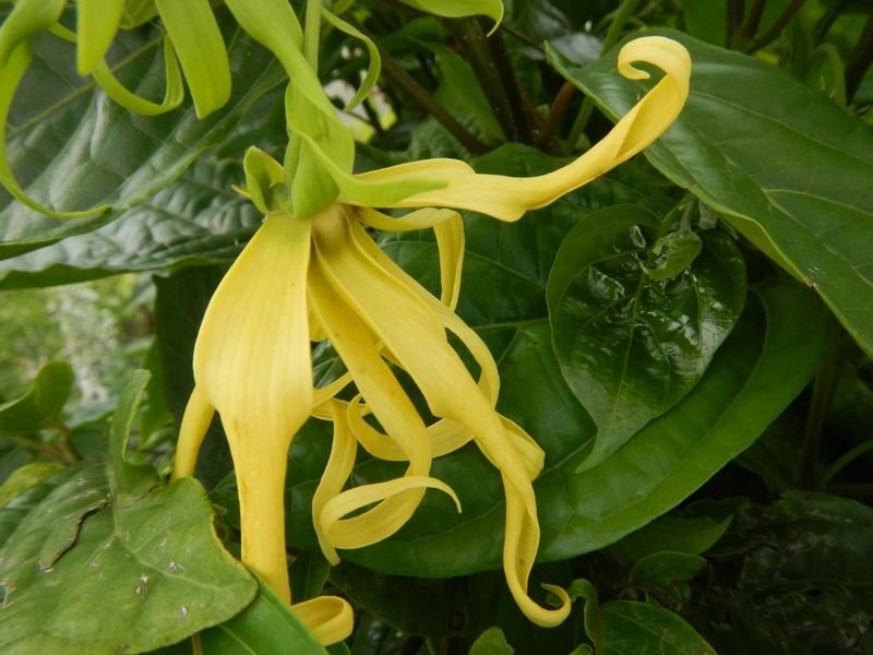 resources of Ylang-Ylang Oil exporters