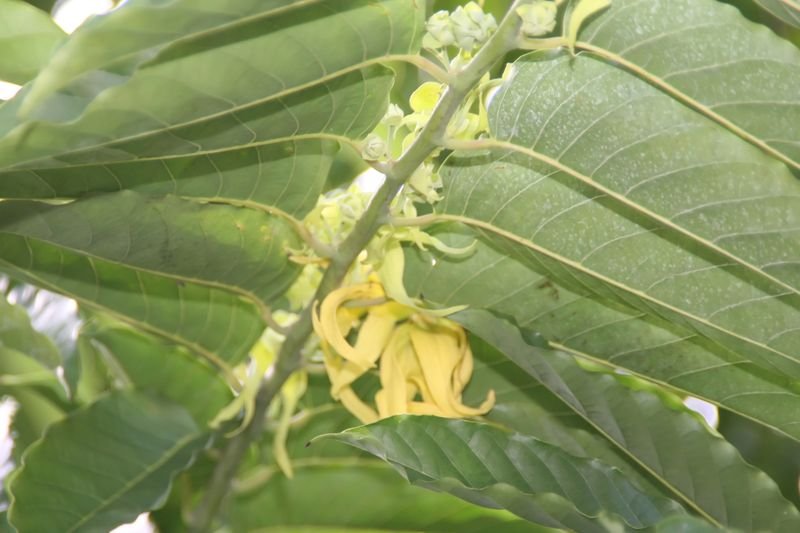 resources of Croton Essential Oil exporters