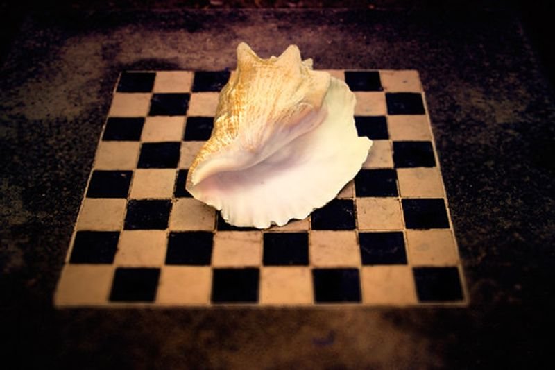 resources of Scallop Shell exporters