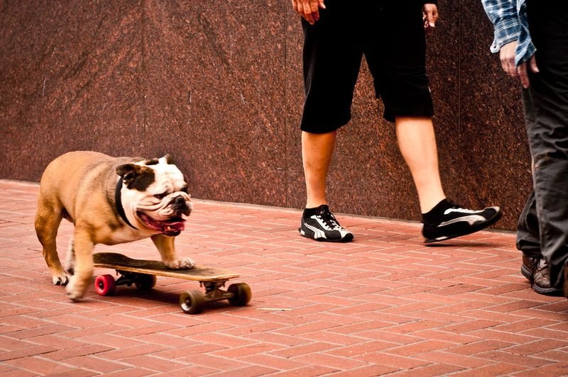 resources of Skateboard exporters