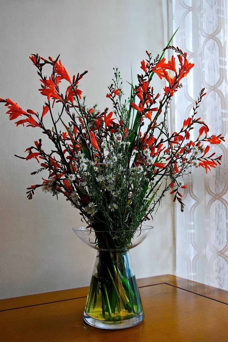 resources of Valencia Planter Black exporters