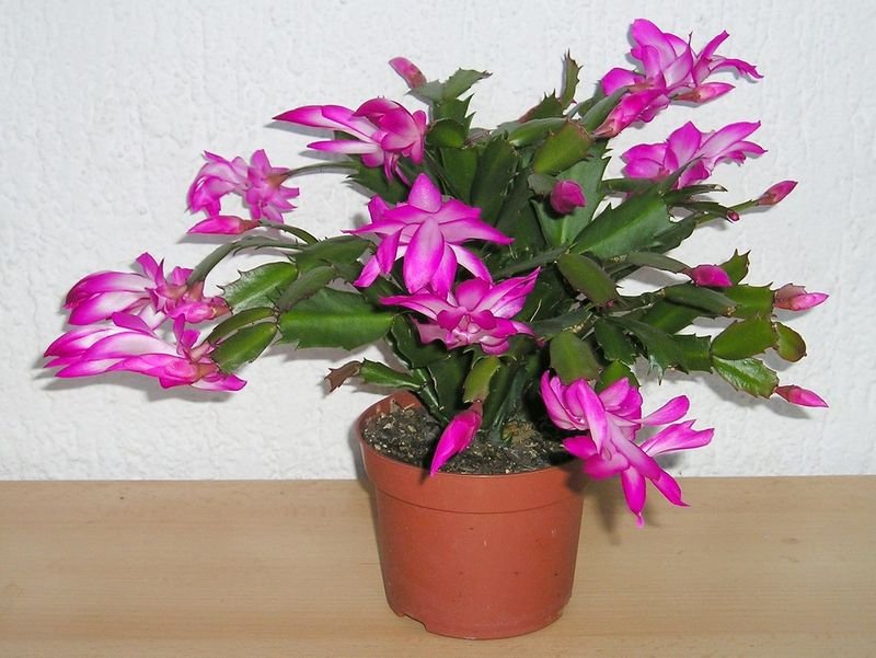 resources of Catharanthus Roseus exporters