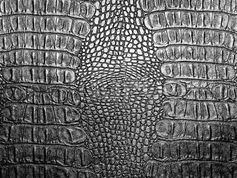resources of Genuine Belly Crocodile Leather Wallet in Black Crocodile Leather exporters resources of Genuine Belly Crocodile Leather Wallet in Black Crocodile Leather exporters