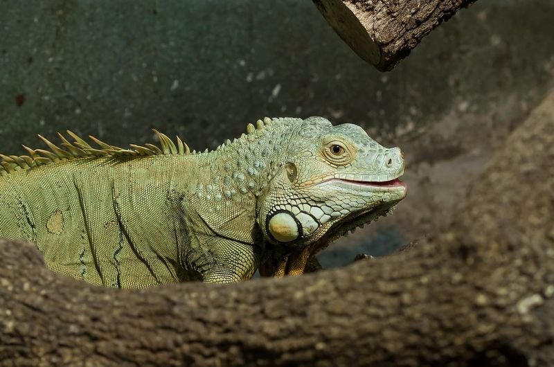 resources of Animatronic Dinosaur T-Rex(AD-337) exporters