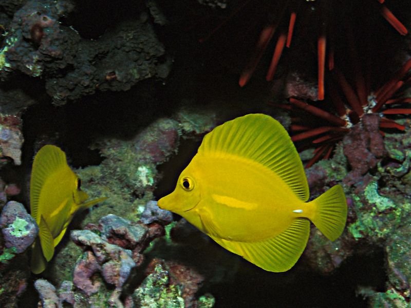 resources of Doctor fish exporters resources of Doctor fish exporters