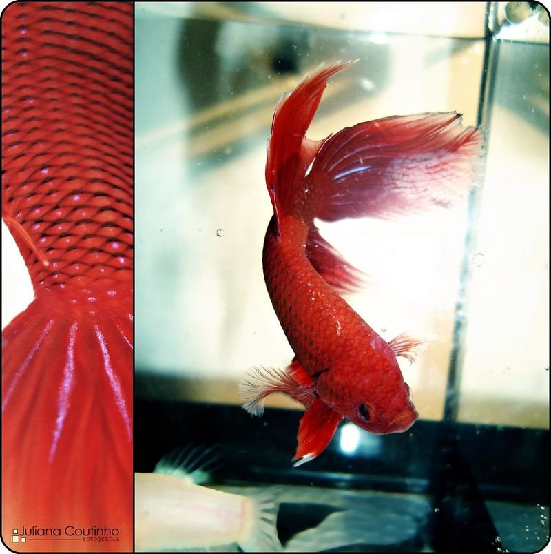 resources of Betta Fish exporters