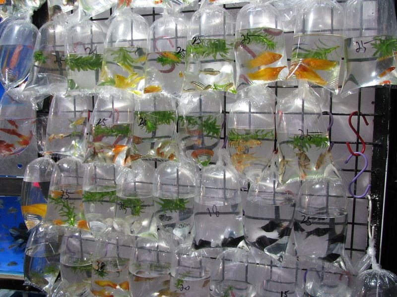 resources of Live marine ornamental fish exporters