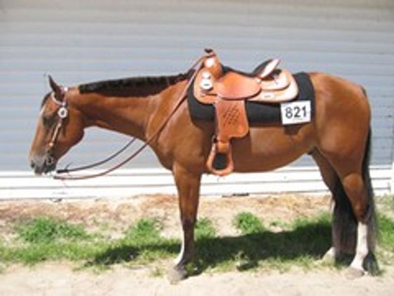 resources of Western Show Pad exporters