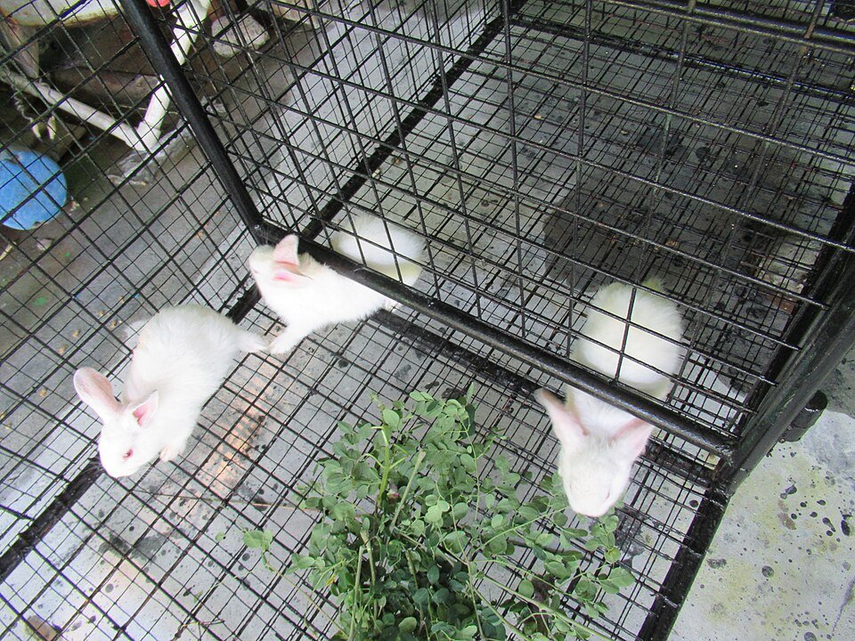 Pet Cages Exporters, Wholesaler & Manufacturer | Globaltradeplaza.com