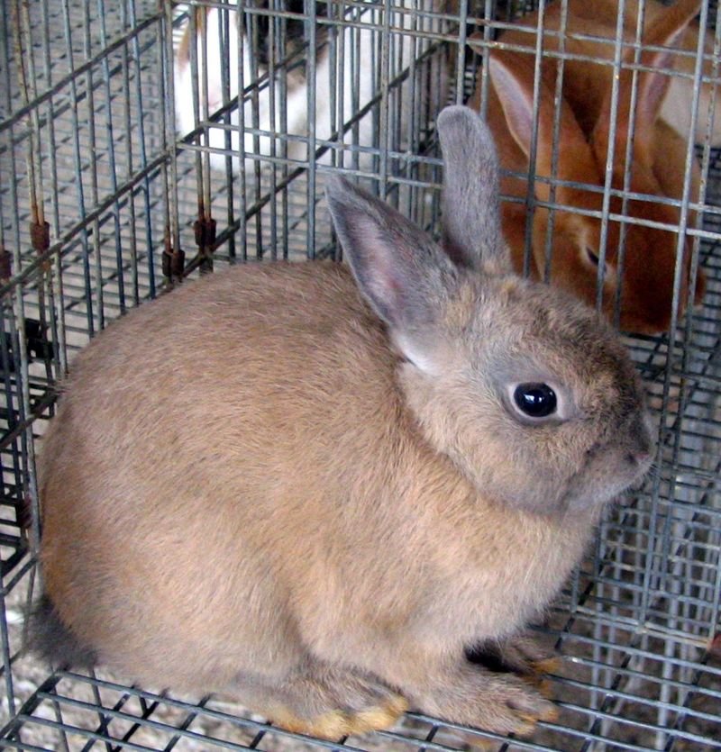 resources of Pet Rabbit Feed exporters