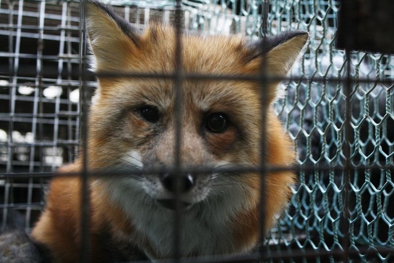 resources of Fox Candy exporters