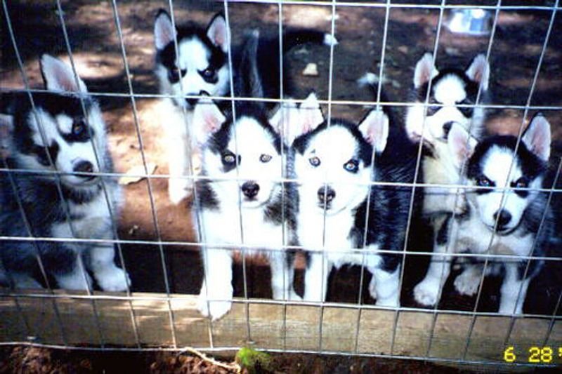 resources of HUSKY exporters