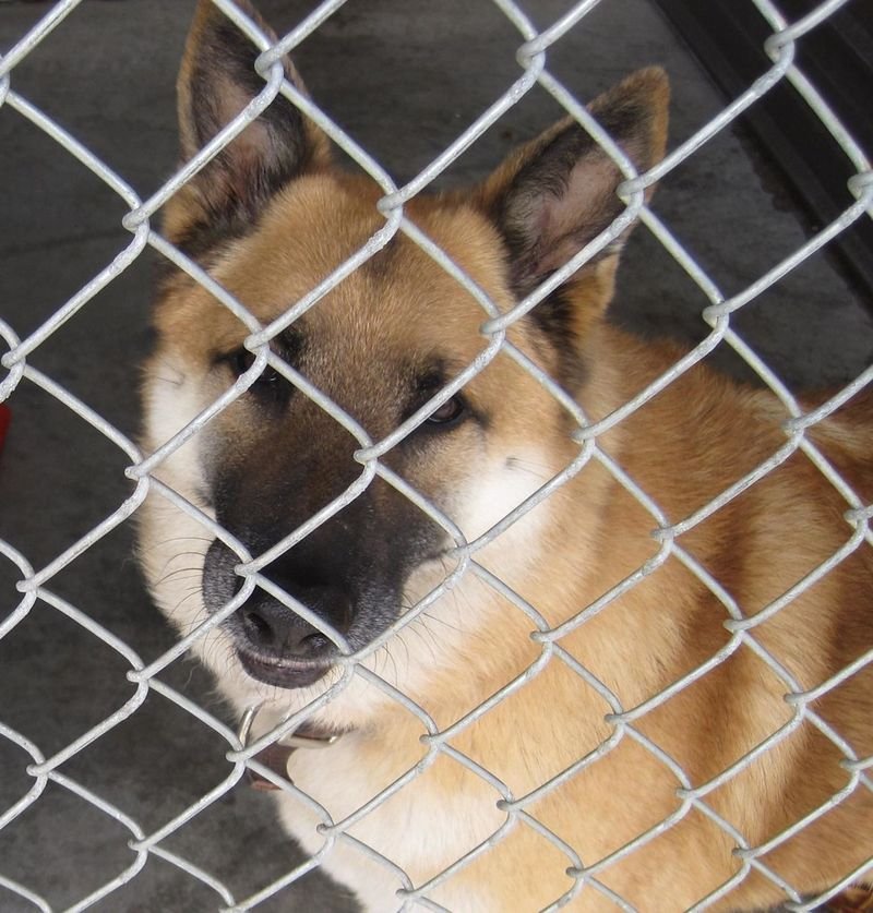 resources of Pet cage exporters