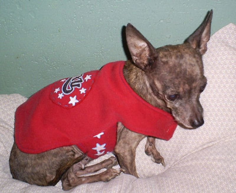 resources of 3/4 Sleeves Print Shirt In "dogs" Printed exporters