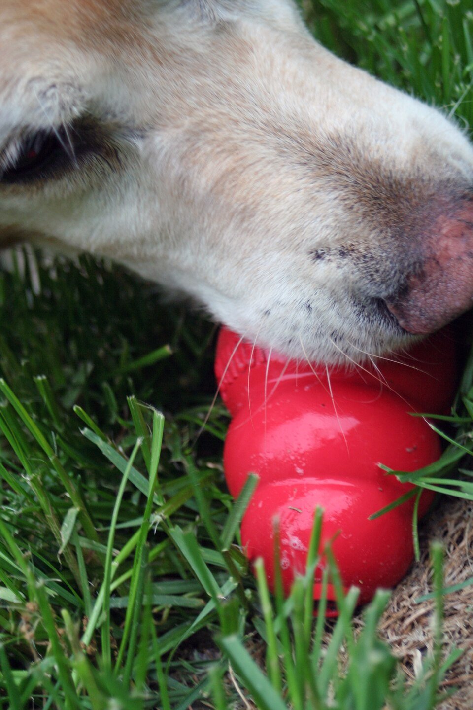 resources of COFFEE WOOD DOG CHEW TOY - THE BEST TOY FOR YOUR PET exporters