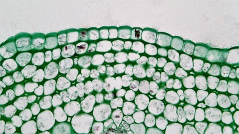 resources of White Marble Sink With Green Veins exporters