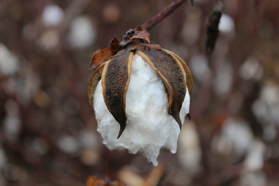 Cotton Fiber Exporters, Wholesaler & Manufacturer | Globaltradeplaza.com