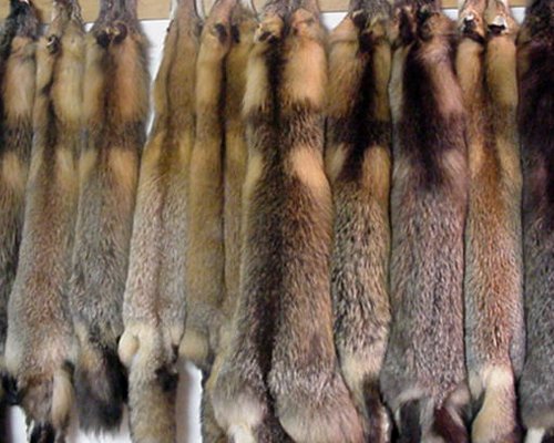 Fur Exporters, Wholesaler & Manufacturer | Globaltradeplaza.com
